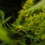 Premium THC Joints in Prague img-1078.jpg