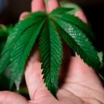 Prague Drug Laws and the Czech Republic Cannabis Policy img-144.jpg