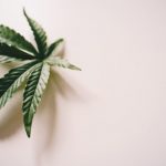 Prague Vape Market: THC Vape Menu Prices and Legal Landscape img-1536.jpg