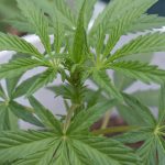 Welcome to the premier THC joint platform in Prague img-1559.jpg