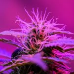 Welcome to the premier Prague cannabis shop located in the heart of New Town img-2011.jpg