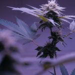 Prague cannabis shop offers THC‑infused chocolate img-2051.jpg