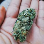 Prague hemp shop img-2129.jpg