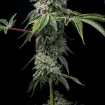 Premium Cannabis Delivery in Prague img-2156.jpg