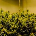 Welcome to Prague’s premier online shop for cannabis, weed, and hemp products img-2172.jpg