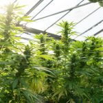 Premium Hemp, Cannabis, and Marijuana in Prague img-2209.jpg
