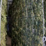 Prague weed delivery service img-2212.jpg