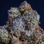 Welcome to the premier destination for all your THC vape and cannabis needs in the heart of Prague img-2224.jpg