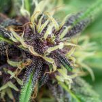 Prague THC Chocolate Shop: Premium Cannabis Chocolate and Edibles img-2259.jpg