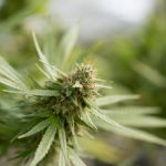 Prague Cannabis Menu: The Best Weed Shop in Europe img-2267.jpg