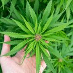 Fast THC Vape Delivery in Prague: Order Online Today img-2284.jpg
