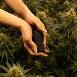 Prague has become a hotspot for cannabis enthusiasts img-2300.jpg