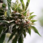 Prague’s cannabis market is growing rapidly, and businesses looking to tap into this vibrant sector now have a reliable partner that offers cannabis wholesale Prague solutions. img-2375.jpg