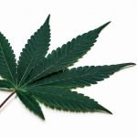 Welcome to Prague’s premier cannabis boutique img-2376.jpg