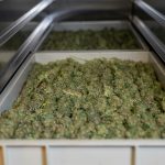 Welcome to the premier destination for premium cannabis, marijuana, and hemp products in the heart of Prague img-2439.jpg