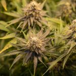 cannabis platform Prague img-2515.jpg