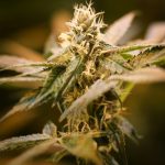 Why Choose Our Hemp Services in Prague? img-2664.jpg