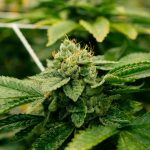 The Definitive Guide to Purchasing High‑Quality THC Vape Products in Prague img-2683.jpg