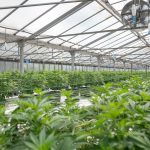 Prague weed delivery service – same day delivery img-2720.jpg