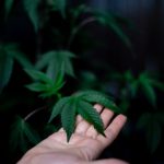 Premium THC Joints in Prague img-273.jpg