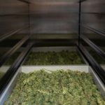 Welcome to the most comprehensive online source for cannabis‚ weed‚ hemp‚ and THC products in Prague img-2879.jpg