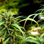 Buy THC Joint Online in Prague img-2927.jpg