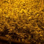 The Best Places to Find THC Joints in Prague img-2966.jpg