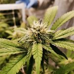 img-539.jpg