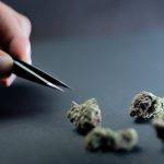 Hemp Delivery Prague Fast Affordable and Fully Compliant img-635.jpg