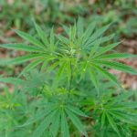 Prague’s cannabis scene has evolved into a vibrant marketplace where quality, affordability, and accessibility meet. img-702.jpg