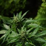 Welcome to the ultimate guide for anyone looking to explore the vibrant Prague cannabis scene img-730.jpg