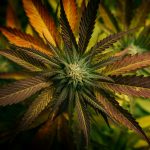 Prague’s vibrant cannabis scene attracts travelers and locals alike picture (20)